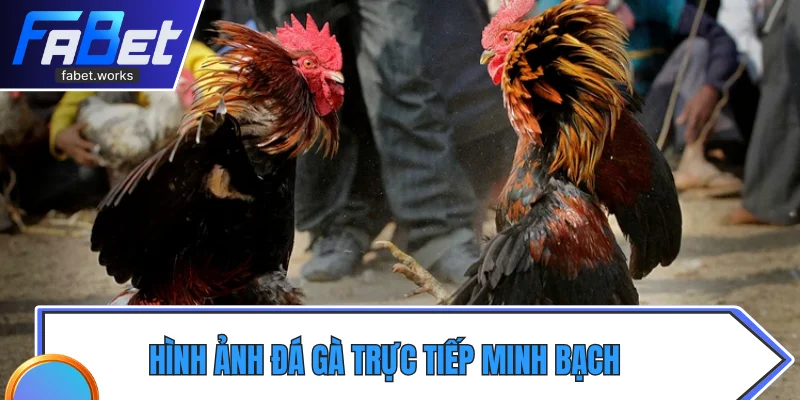 Hình ảnh đá gà trực tiếp minh bạch, hấp dẫn người xem