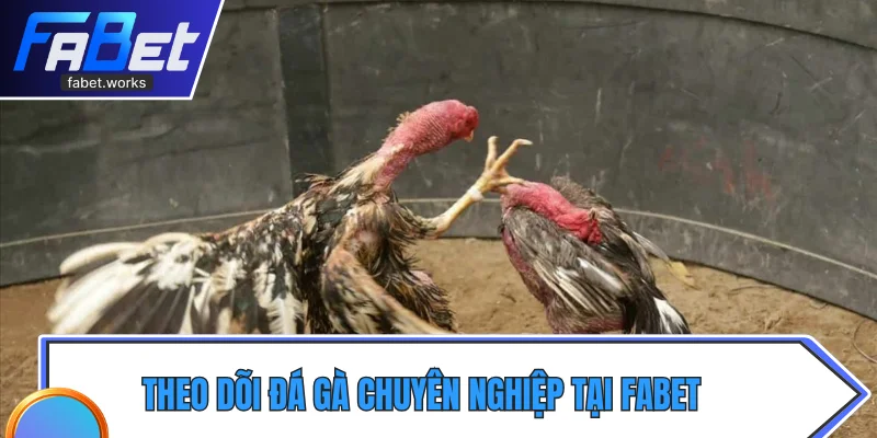 Theo dõi đá gà chuyên nghiệp tại fabet