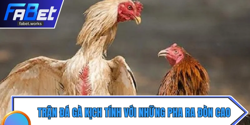 Trận đá gà kịch tính với những pha ra đòn tốc độ cao