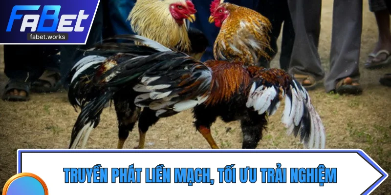 Truyền phát liền mạch, tối ưu trải nghiệm